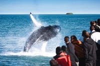 Passengers watching a breaching humpback whale