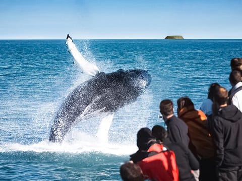 Passengers watching a breaching humpback whale