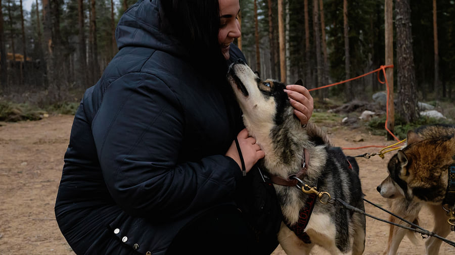 Autumn Husky ride, Husky safari, Pure Lapland, Siberian Husky, Rovaniemi Lapland