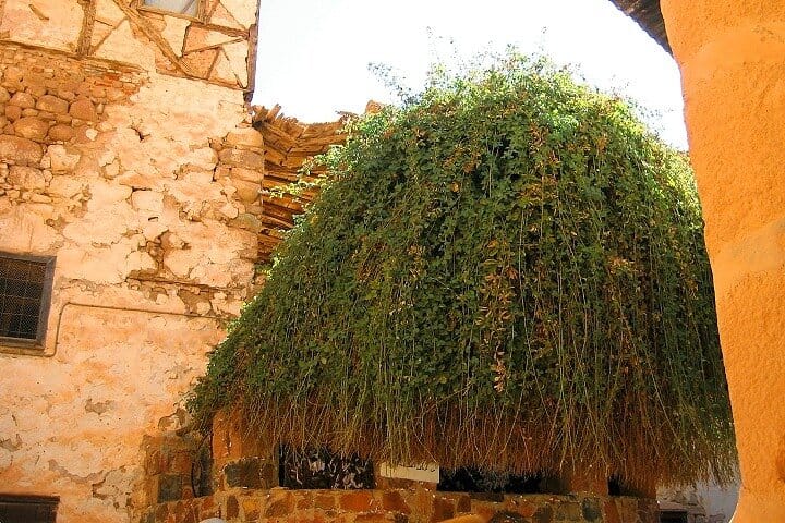 Saint Catherine's Monastery And Dahab Day Tour - Sharm El Sheikh 10