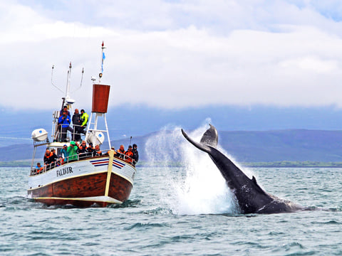 Gentle Giants Whale Watching from Husavik, Iceland - GG3 Whales and Horses with a local Family Company