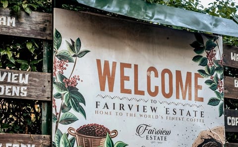 Guided Coffee Farm Tour at Fairview Estate in Kiambu
