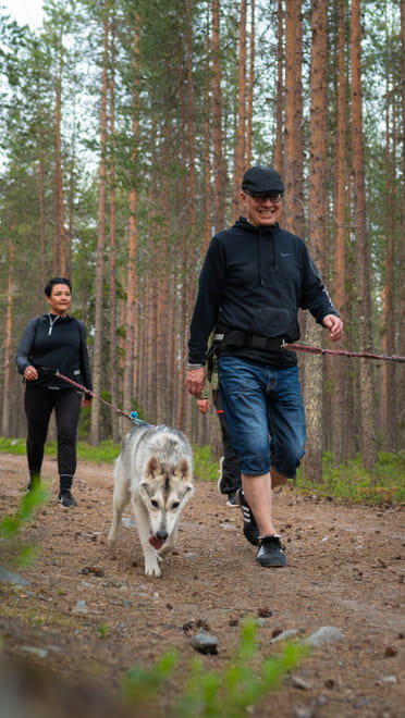 Midnight Sun Husky hiking, Husky Park, Siberian Husky, Rovaniemi Lapland