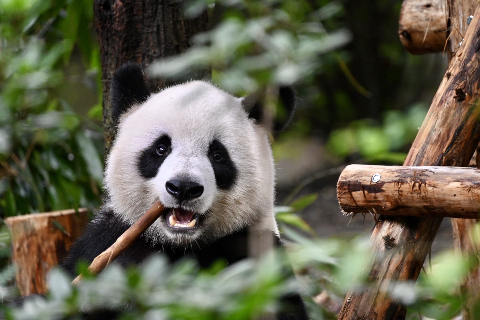 An Unforgettable Day with Chengdu's Pandas: A Hassle-Free Tour