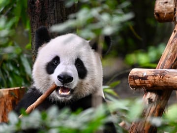 Chengdu Mahjong Experience Multilingual Guide