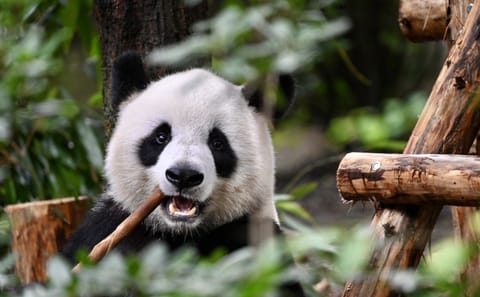 Chengdu Panda Park Tour with Transportation and Admission