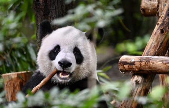 Chengdu Panda Park Daily Bus Tour with Tickets