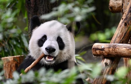 Chengdu Panda Park Tour with Transportation and Admission