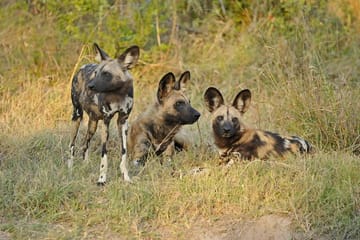 Full-Day Chobe Game Drive Safari from Victoria Falls
