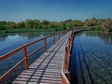 Azraq wet land