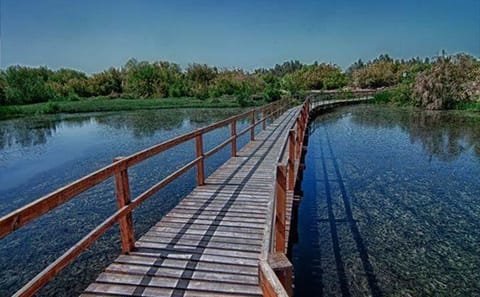 Private Full Day Tour of Shaumari Reserve and Azraq Wetland from Amman