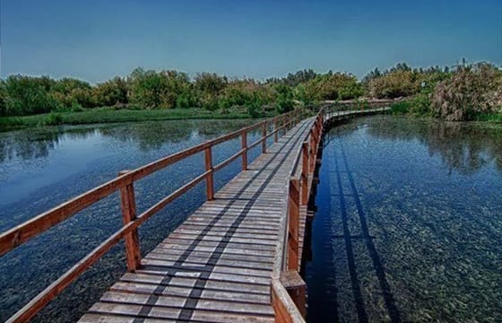 Shaumari Reserve and Azraq Wetland Private Full Day Tour from Amman