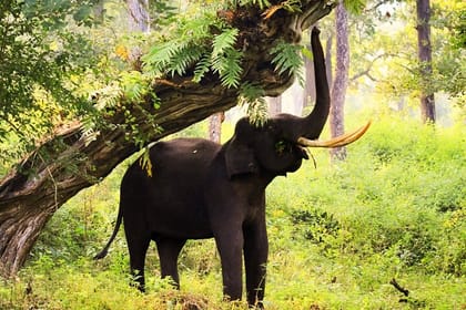 Bangalore to Mysore & Nagarhole National Park