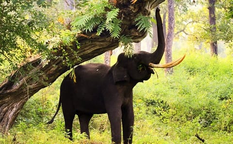 Bangalore to Mysore and Nagarhole National Park Tour