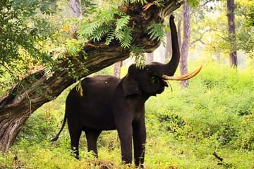 Bangalore to Mysore and Nagarhole National Park Tour