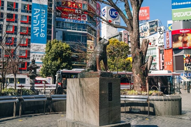 Tokyo Early Morning Tour Asakusa Meiji Shrine (Private Opt) 8