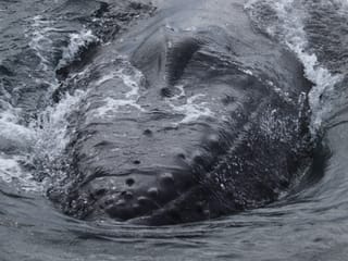 Best Value Whale Watching tour from Reykjavik, photo 23