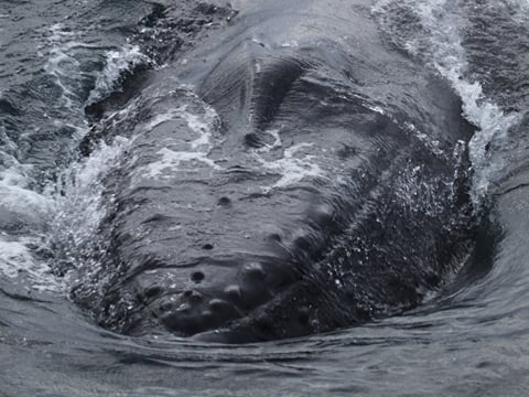 Best Value Whale Watching tour from Reykjavik, photo 23