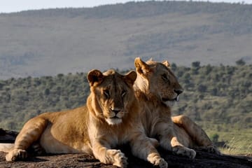 Amboseli National Park and Mount Kilimanjaro View Day Tour