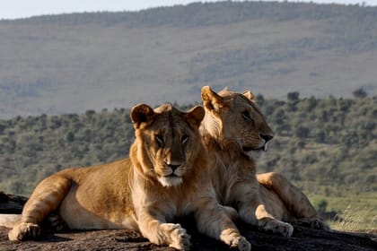 Amboseli National Park and Mount Kilimanjaro View Day Tour