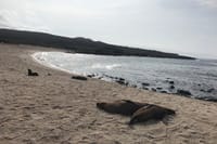 Resting Beaches