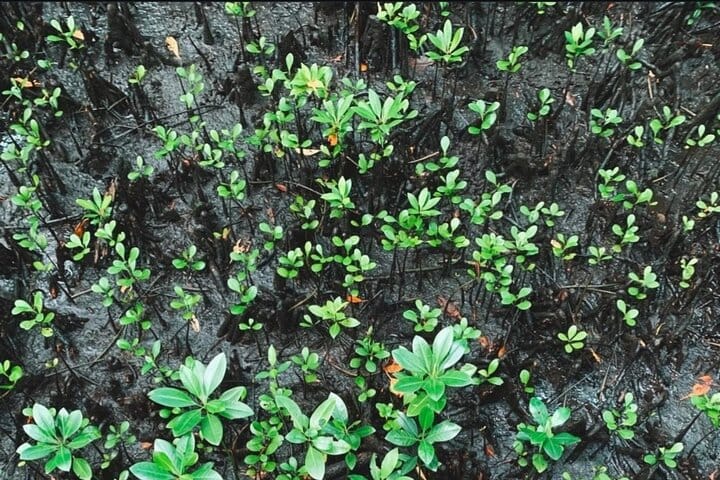 Zanzibar Swim with Dolphins and Turtles Visit at the Aquarium
