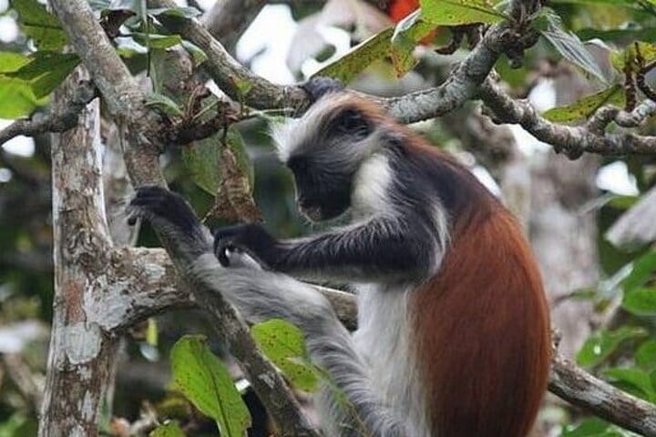 Jozani Forest Tour and Lunch at Rock Restaurant in Zanzibar
