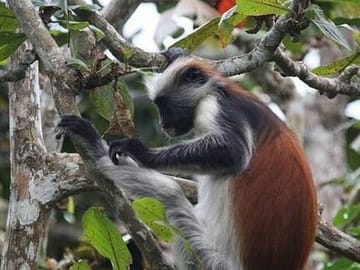 Jozani Forest Nature Tour with Lunch at The Rock Restaurant