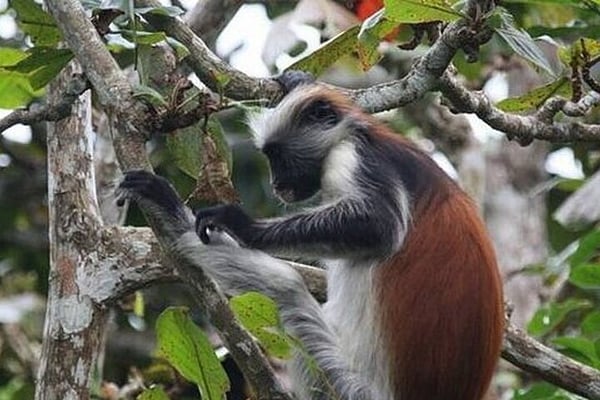 Things to do in Matemwe