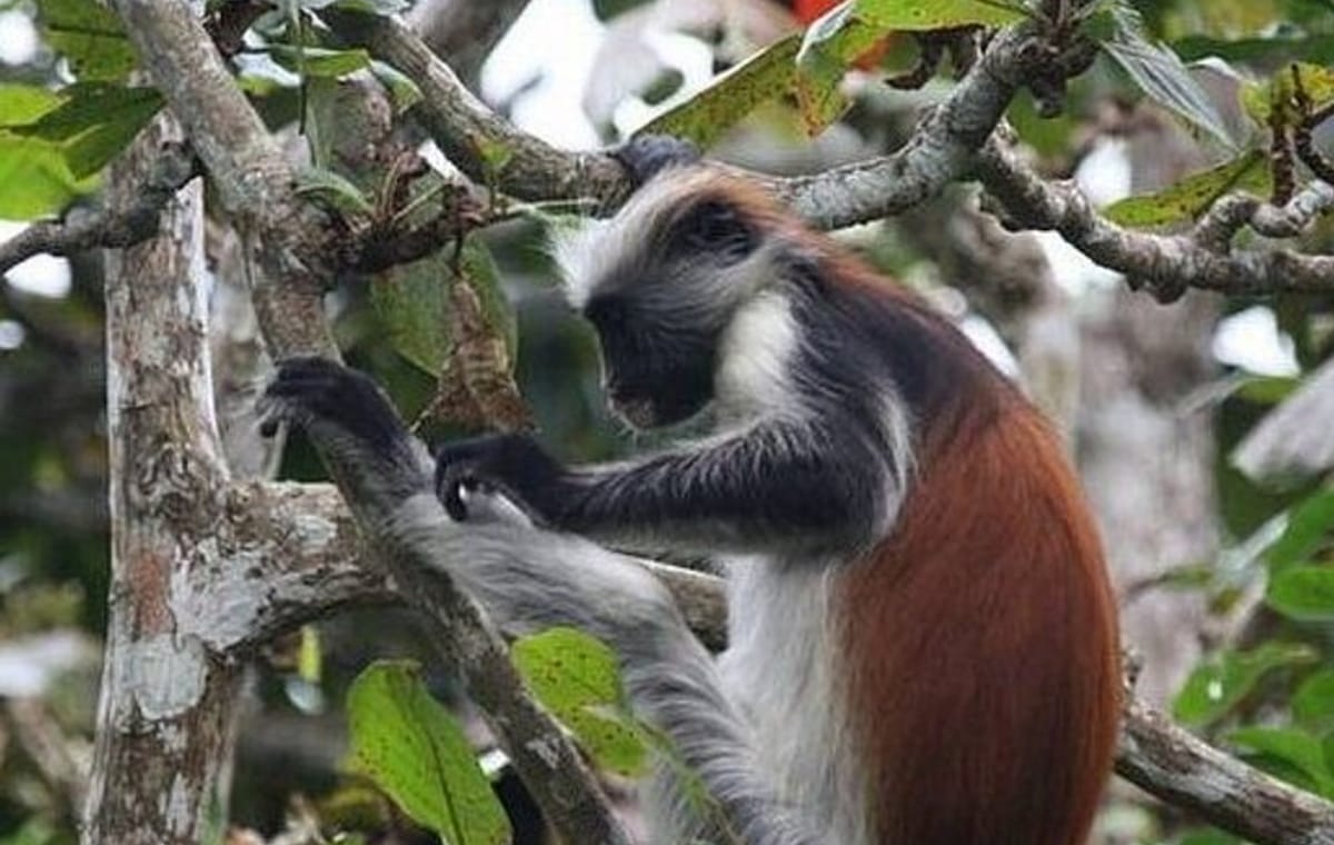 Jozani Forest Tour and Lunch at The Rock Restaurant