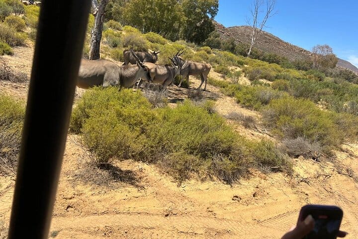 Cape Town Aquila Game Reserve Big 5 Sunset Safari with Transport