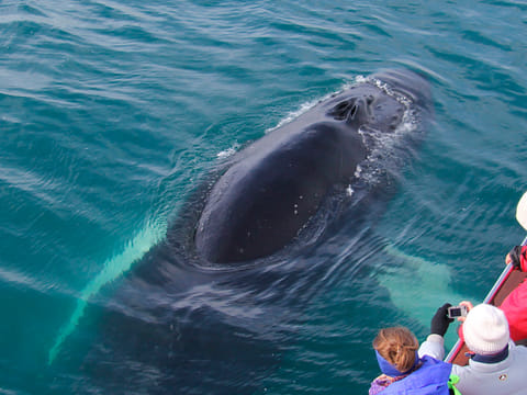 Close encounter with a humpback whale