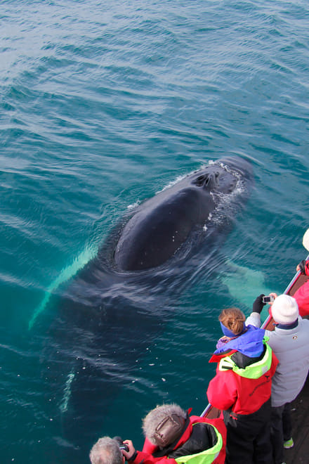 Close encounter with a humpback whale