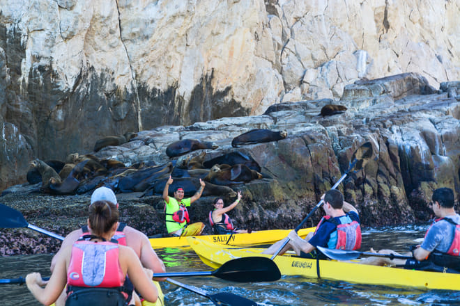 Group kayaking near sea lions cabo san lucas lands end los cabos wildlife tour yellow kayaks sea of cortez rock cliffs marine life mexico
