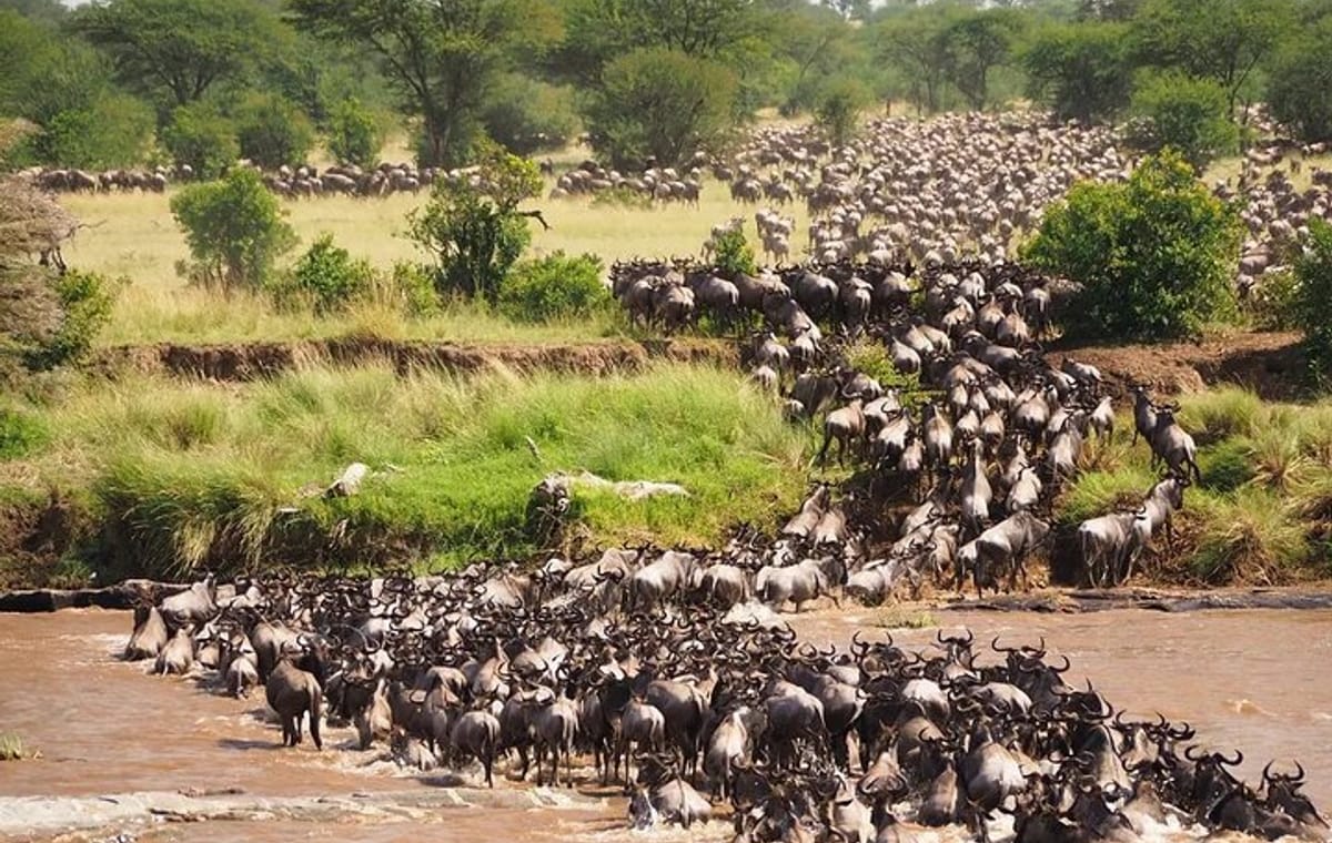 Maasai Mara National Reserve 3 Day Minivan Tour