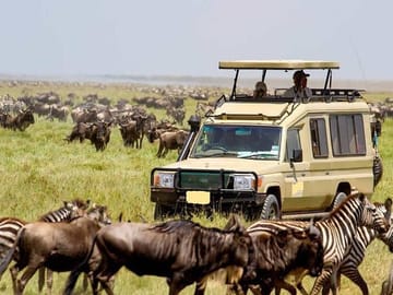 Masai Mara game drive