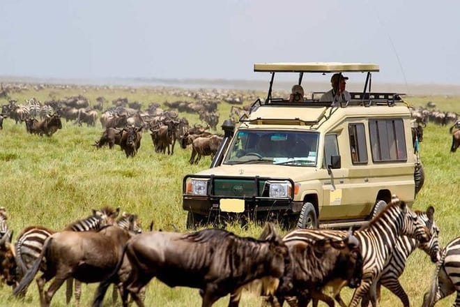 Masai Mara game drive