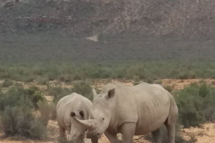 Aquila big five safari with transport, lunch Exclusive park fee.