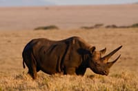 A black rhinoceros standing in dry golden grass during sunset.