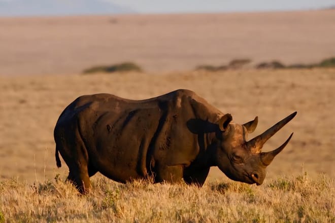 A black rhinoceros standing in dry golden grass during sunset.