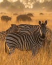 From Arusha: Full-Day Trip to Tarangire National Park 4