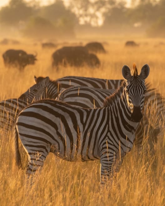From Arusha: Full-Day Trip to Tarangire National Park 4