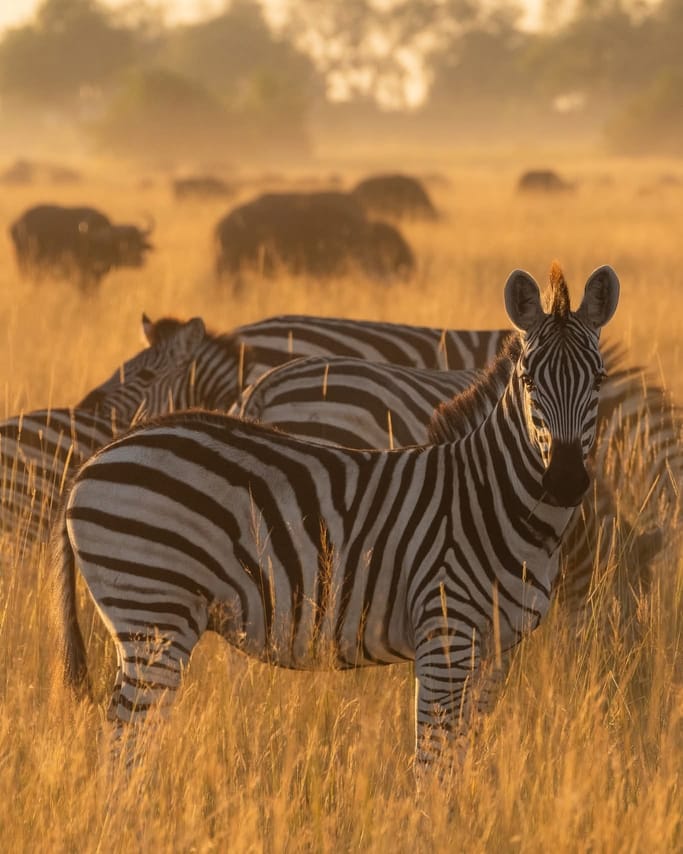 From Arusha: Full-Day Trip to Tarangire National Park 4