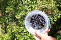 Berry Picking in a National Park 7
