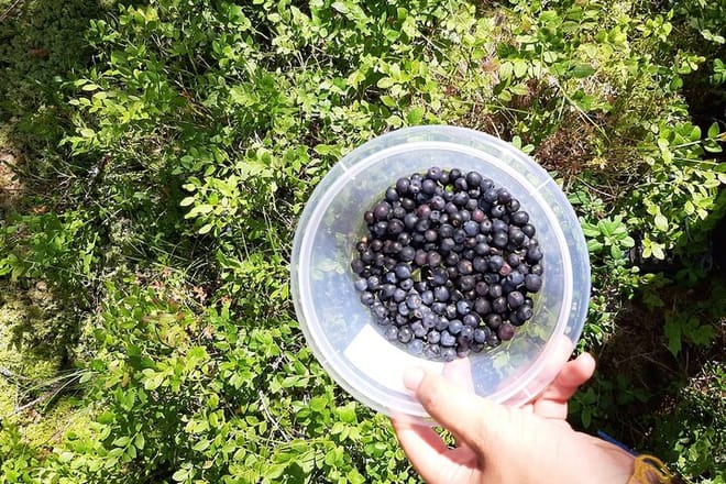 Berry Picking in a National Park 7