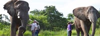 Elephant Interaction Experience 2