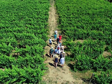 Douro Valley Wineries