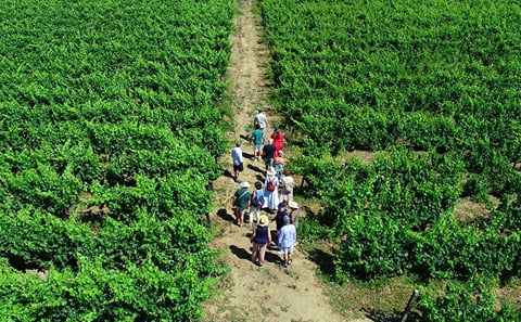Douro Valley Tour – 3 Wine tastings, Lunch & river Cruise