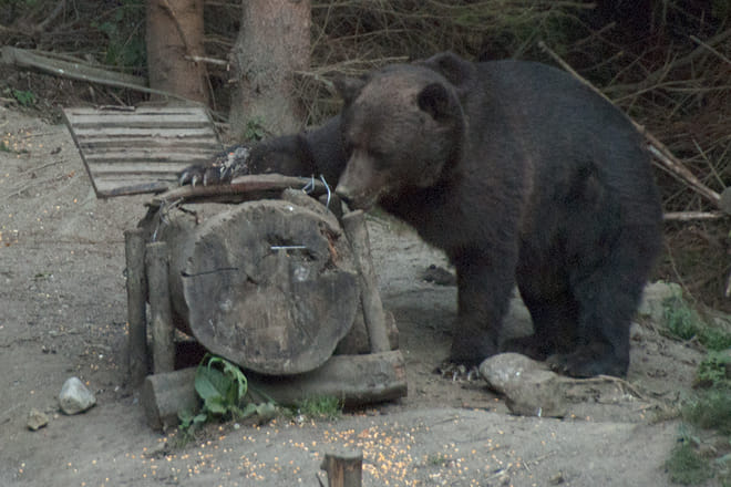 Evening at BEAR HIDE, in the wild 10