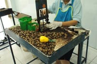 Pop into a cashew factory to learn about one of the Phuket's biggest sources of income then taste and shop for nutty souvenirs